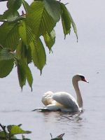 Waldfrieden am Schweriner See